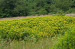 Bushy St. Johnswort